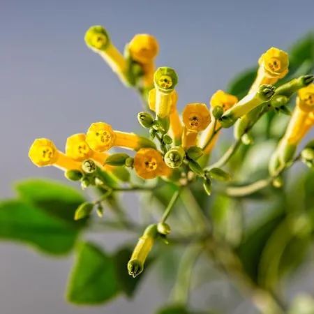 Desiterra & 酒店 卡特瑞杜斯