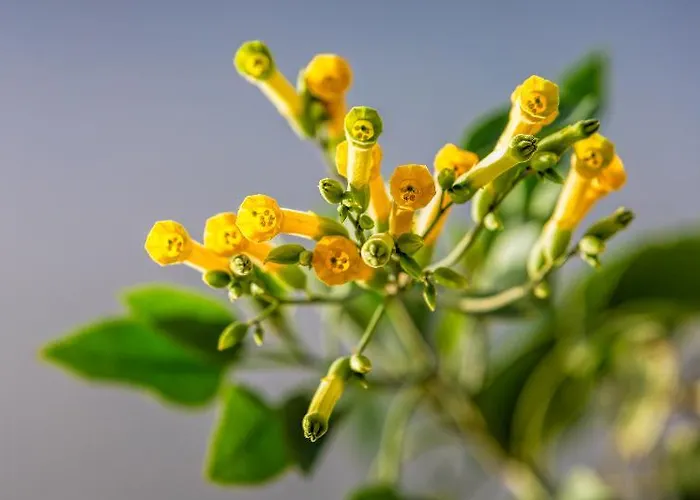 Desiterra & Hotel Karterados (Santorini)